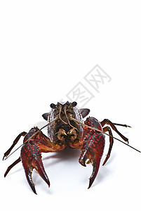 红龙虾小路贝类美食钓鱼小龙虾居住产品摄影剪辑野生动物图片