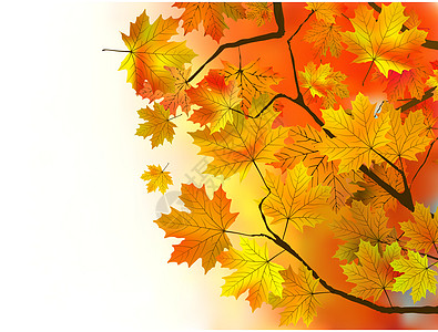 秋叶 很浅的焦点天空阳光照射公园宏观生长阳光季节太阳橙子植物图片