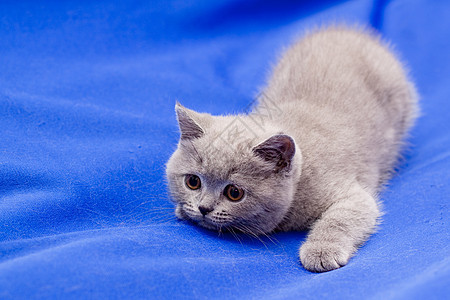 英国短发蓝小猫纺织品灰色姿势毛皮水平猫咪猫科头发阴影食肉图片