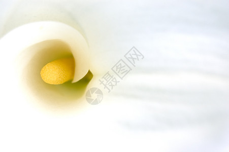 白调白色花园花蜜蜂蜜黄色雌蕊太阳压痛图片