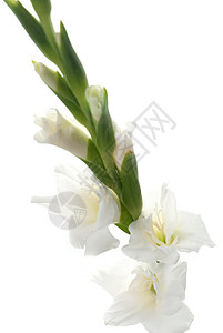 白色格拉迪奥卢斯细节工作室花束植物礼物园艺绿色花瓣雌蕊花园宏观图片