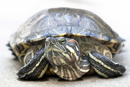 动物 海龟 爬行动物爬虫背景图片