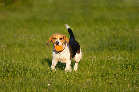 Beagle 狗狗水平小狗喜悦公园三色犬类毛皮猎犬爪子乐趣图片