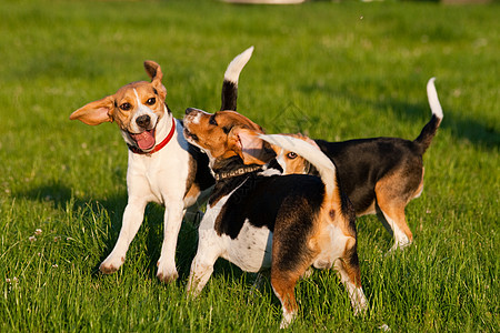 鸟犬狗三色哺乳动物乐趣水平喜悦小狗动物爪子犬类宠物图片