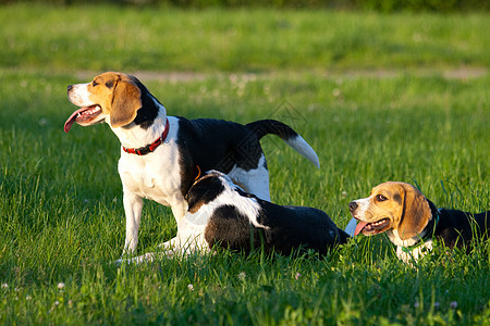 鸟犬狗宠物犬类动物小狗毛皮公园猎犬三色爪子水平图片