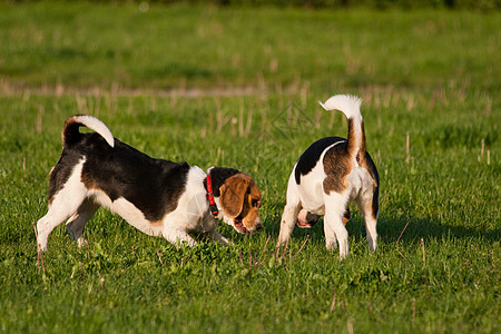 鸟犬狗三色爪子喜悦哺乳动物小狗水平动物犬类毛皮公园图片