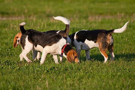 鸟犬狗乐趣三色小狗动物宠物猎犬喜悦公园犬类哺乳动物图片