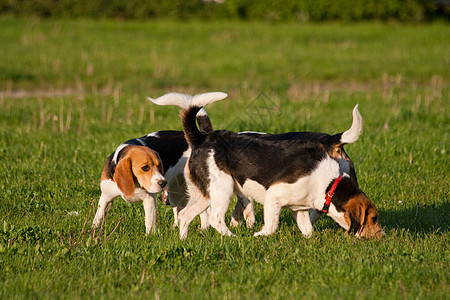 鸟犬狗爪子猎犬动物乐趣喜悦哺乳动物毛皮三色公园犬类图片