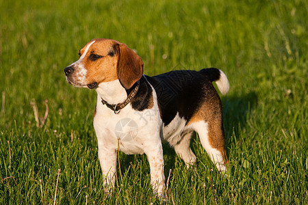 Beagle 狗狗水平小狗喜悦动物三色宠物毛皮犬类猎犬公园图片