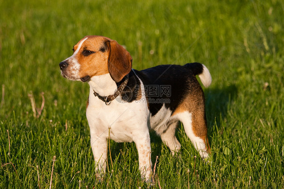 Beagle 狗狗水平小狗喜悦动物三色宠物毛皮犬类猎犬公园图片