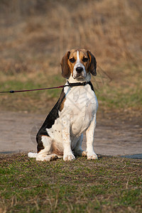 三彩色的珠蜜小狗宠物哺乳动物犬类三色毛皮猎犬爪子动物皮带图片