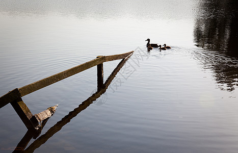 鸭子和鸭子游过水下围栏图片