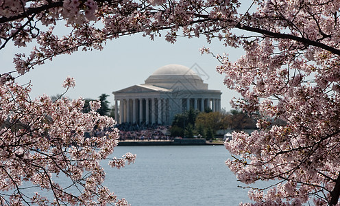 Jefferson 紀念日由樱花打造图片