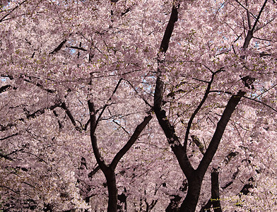 樱花树干和鲜花图片