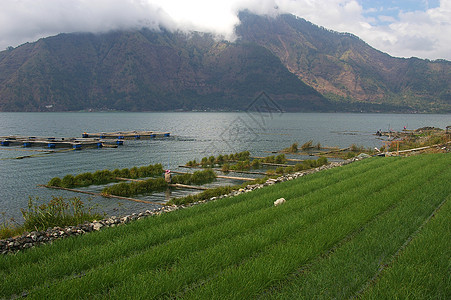 稻米田 湖泊和山区图片