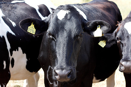 奶牛家畜草地耳朵小牛农场牛奶哺乳动物蓝色农田农村图片