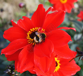 红花蜜蜂园艺花园生长红色黄色野生动物翅膀植物群昆虫漏洞图片