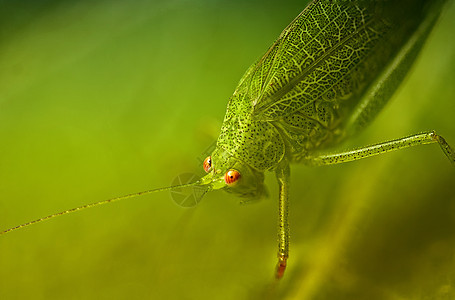 叶子上的漏洞野生动物害虫刺槐植物群公园昆虫草地植物蟋蟀图片