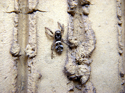 Zebraspin盐西天体蜘蛛白鲑眼睛网络昆虫风景区捕食者女性猎人图片