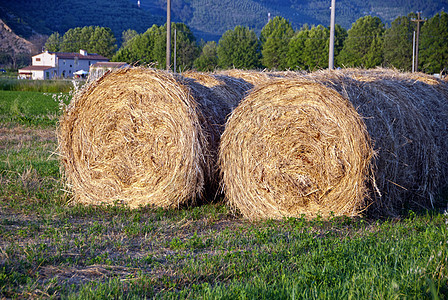 海巴勒斯 托斯卡纳蓝色干草场地小麦国家玉米粮食正方形农田风景图片