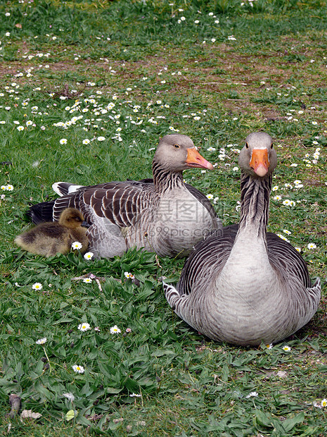 白面鹅动物飞行湖泊家庭羽毛小鹅移民者观鸟者池塘传单图片