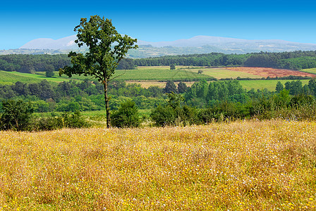 夏季农村景观孤独黄色树叶绿色季节性国家乡村山脉丘陵灌木丛图片