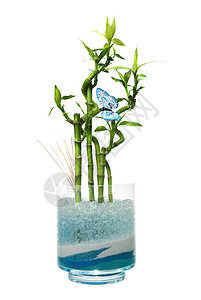 玻璃罐加竹子白色植物凝胶玻璃生活绿色叶子石头工作室黄色图片