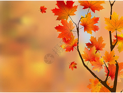 秋红叶 浅色的焦点横梁生长魔法树木分支机构太阳宏观树叶晴天阳光图片