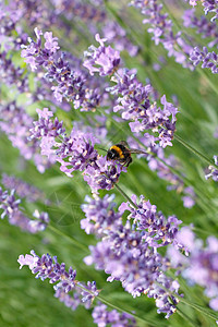 大黄蜂香味植物蜂蜜花园草本植物薰衣草金子花粉蜜蜂旅行图片