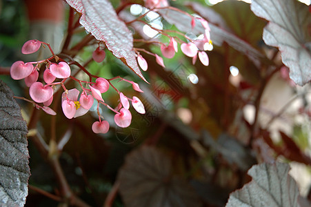 花叶子热带植物学花园宏观植物图片