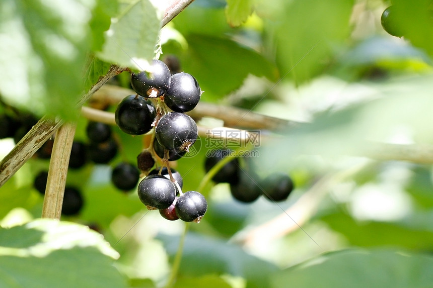 黑醋栗浆果植物摄影水平水果黑色采摘衬套图片