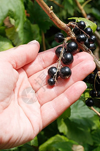 黑醋栗浆果衬套采摘水果黑色植物摄影图片