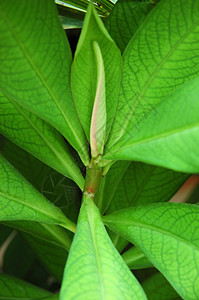 绿叶宏观植物花园叶子热带植物学图片