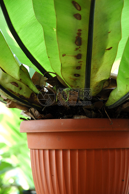 花植物叶子花园植物学热带宏观图片