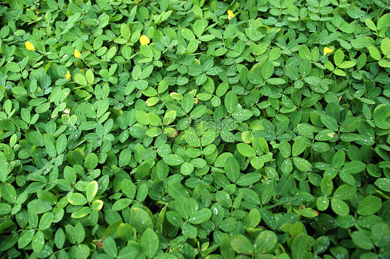 绿叶植物学花园宏观叶子植物热带图片