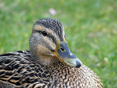 Mallard 鸭子缝合花园小鸡航班鸟类小鸭子荒野乐趣女性羽毛蓝色图片