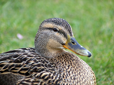 Mallard 鸭子缝合动物女性花园涉猎蓝色羽毛野生动物涟漪小鸭子休息图片