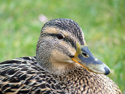 Mallard 鸭子缝合女性荒野涟漪农场航班蓝色羽毛动物休息野生动物图片