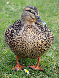 Mallard 鸭子和鲜花乐趣野生动物荒野鸟类羽毛花园女性航班小鸡休息图片