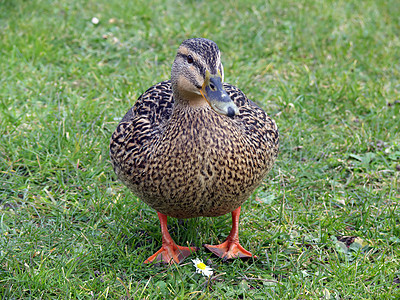 Mallard 鸭子和鲜花涉猎动物乐趣航班鸟类野生动物女性翅膀小鸡农场图片