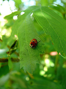 立体虫黑色甲虫绿色女钟叶子淑女红色昆虫漏洞动物群图片