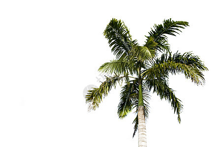 Philipino棕榈树图片