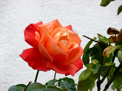 红玫瑰红色花园念日花瓣花店花束植物学白色庆典芙蓉图片