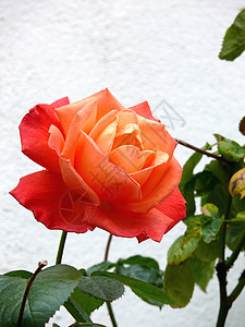 红玫瑰惊喜庆典展示花束玫瑰芙蓉花瓣花店白色植物群图片