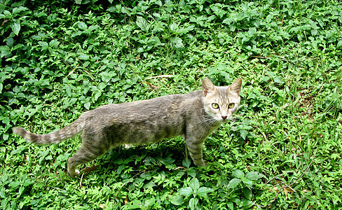 野猫落叶图片