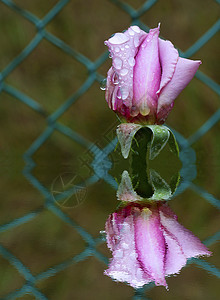 玫瑰礼物飞沫露水反射花园植物宏观花朵图片