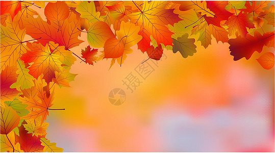 抽象色彩多彩的秋季背景树木宏观叶子环境插图树叶植物植物学阳光森林图片