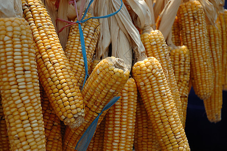 玉米核心白色收成黄色生物棒子食物蔬菜耳朵燃料图片