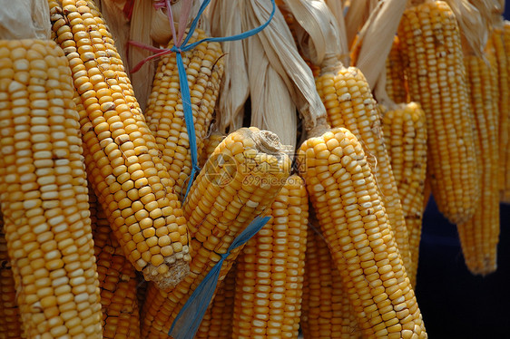 玉米核心白色收成黄色生物棒子食物蔬菜耳朵燃料图片