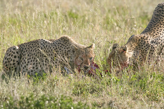 Cheetah Cinonnyx十月刊食物场地动物猎物猎豹假期野生动物捕食者图片